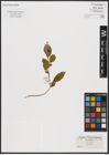 Foto von Salix caprea L.